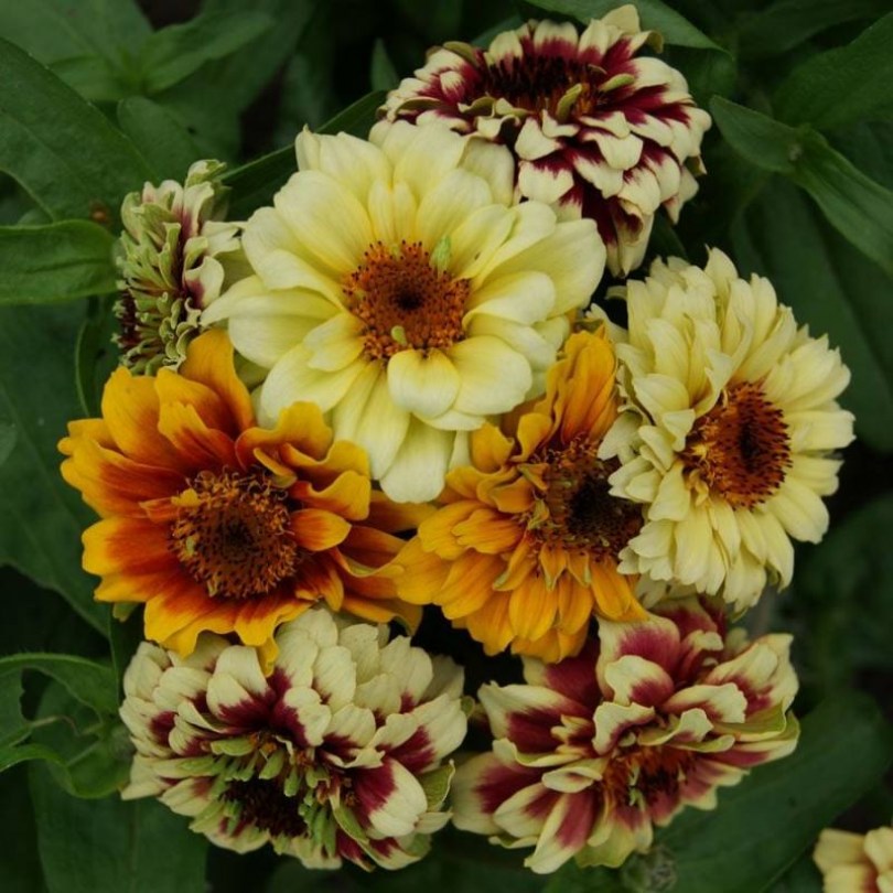 Perzsaszőnyeg zinnia - rézvirág, Zinnia haageana, virág